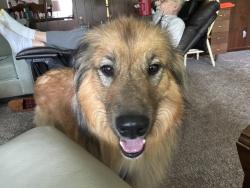 Lost Male Dog last seen Dublin Rd, Columbus, OH 43221