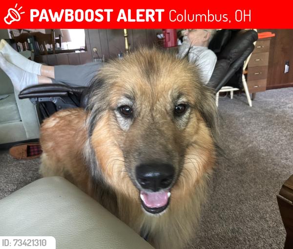 Lost Male Dog last seen Dublin Rd, Columbus, OH 43221