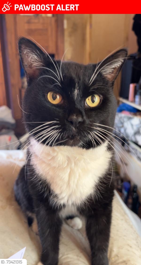 Lost Male Cat last seen Near Collins place, Portsmouth, England PO5 1AE