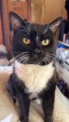 Lost Male Cat last seen Near Collins place, Portsmouth, England PO5 1AE