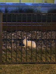 Found/Stray Unknown Rabbit last seen Ave B and 90, Katy, TX 77493