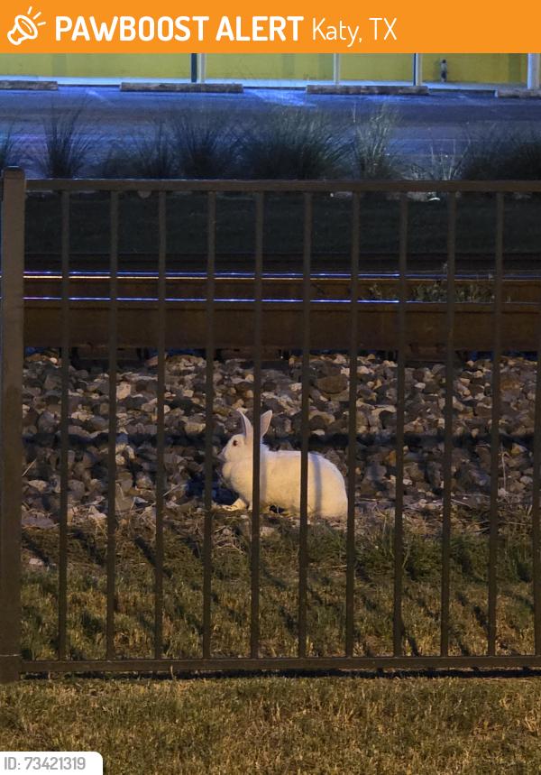Found/Stray Unknown Rabbit last seen Ave B and 90, Katy, TX 77493