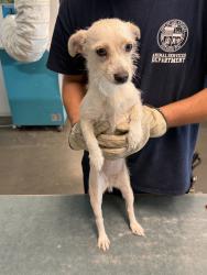 Shelter Stray Female Dog last seen , West Valley Animal Shelter, 20655 Plummer St, Chatsworth, CA 91311, USA