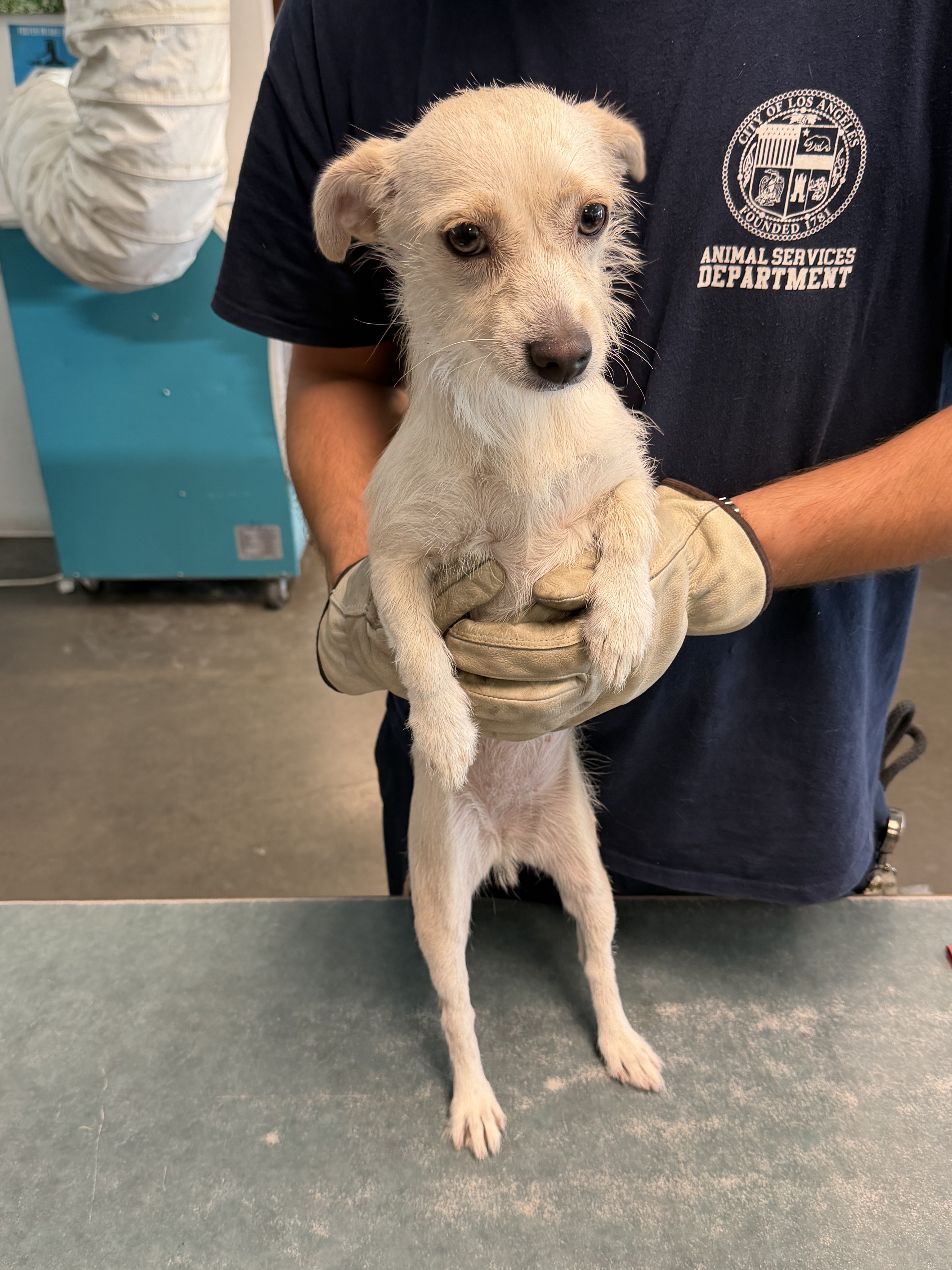 Shelter Stray Female Dog last seen , West Valley Animal Shelter, 20655 Plummer St, Chatsworth, CA 91311, USA