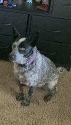 Lost Female Dog last seen I don't know sadly, Midland, TX 79707