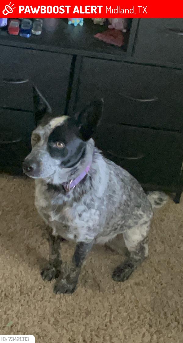 Lost Female Dog last seen I don't know sadly, Midland, TX 79707