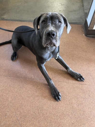 Shelter Stray Female Dog last seen , West Valley Animal Shelter, 20655 Plummer St, Chatsworth, CA 91311, USA