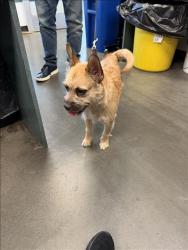 Shelter Stray Female Dog last seen , West Valley Animal Shelter, 20655 Plummer St, Chatsworth, CA 91311, USA
