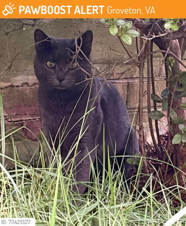 Found/Stray Unknown Cat last seen Stoneybrooke Lane, Groveton, VA 22306