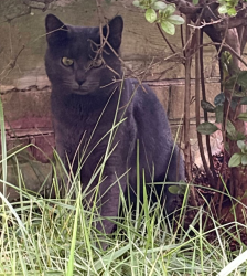 Found/Stray Unknown Cat last seen Stoneybrooke Lane, Groveton, VA 22306