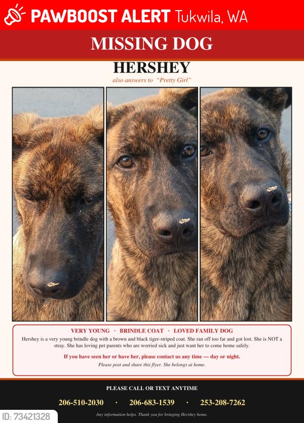 Lost Female Dog last seen 148th and interurban, Tukwila, WA 98168