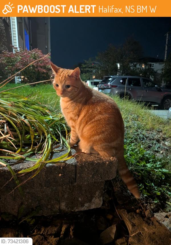 Found/Stray Female Cat last seen Dunbrack and Langbrae drive, Halifax, NS B3M 3W5