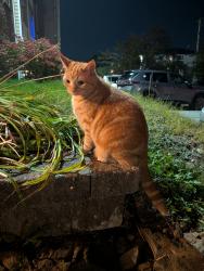 Found/Stray Female Cat last seen Dunbrack and Langbrae drive, Halifax, NS B3M 3W5