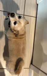 Reunited Male Dog last seen Sierra/Jurupa, Fontana, CA 92337