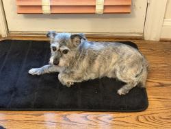 Reunited Male Dog last seen Running up Vale View Drive toward Meadow Drive, Warrenton, VA 20186