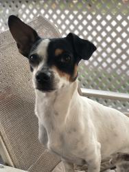 Lost Male Dog last seen Roberts way, Greenacres, FL 33463