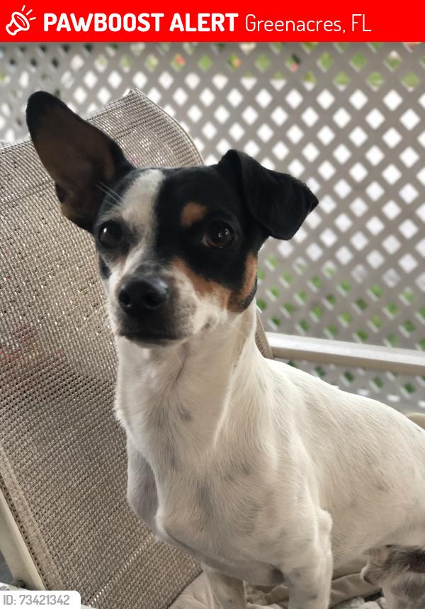 Lost Male Dog last seen Roberts way, Greenacres, FL 33463