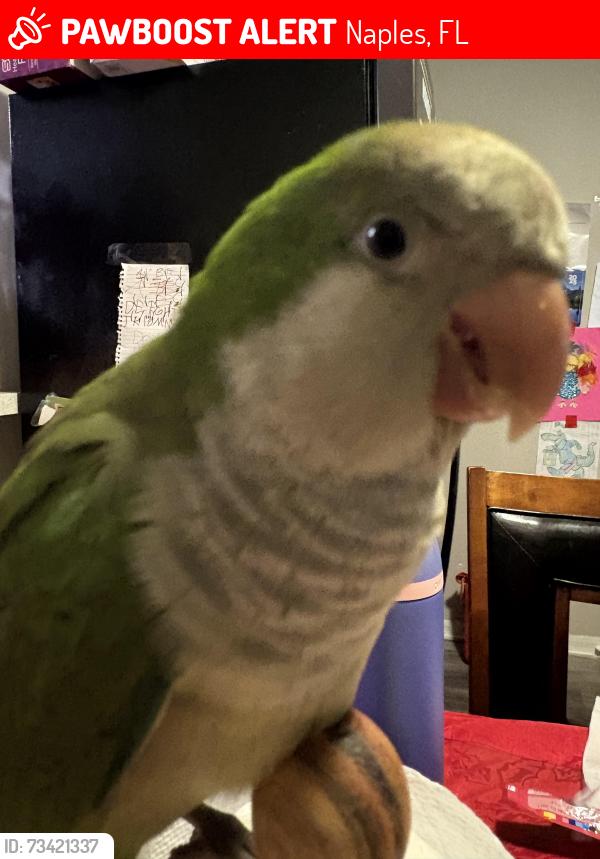 Lost Male Bird last seen golden gate, Naples, FL 34116