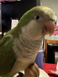 Lost Male Bird last seen golden gate, Naples, FL 34116