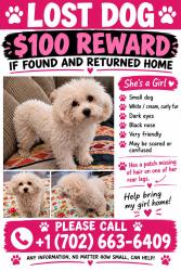 Lost Female Dog last seen Marion and nellis, Las Vegas, NV 89115