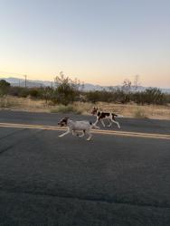 Found/Stray Female Dog last seen Corner of Joshua And South in Apple Valley/ Sycamore Park, Apple Valley, CA 92307