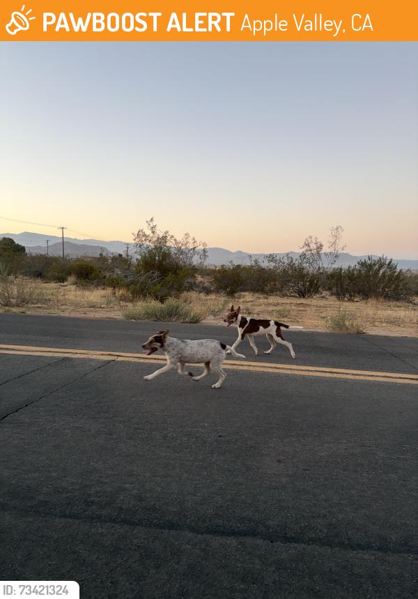 Found/Stray Female Dog last seen Corner of Joshua And South in Apple Valley/ Sycamore Park, Apple Valley, CA 92307