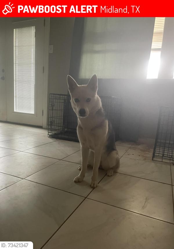 Lost Female Dog last seen I don't know sadly, Midland, TX 79707