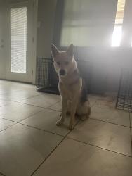 Lost Female Dog last seen I don't know sadly, Midland, TX 79707