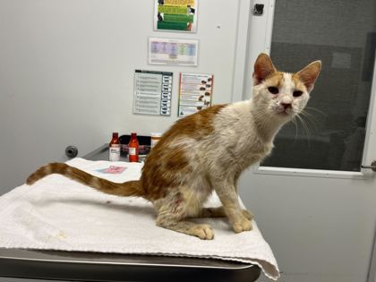 Shelter Stray Male Cat last seen Near Elmwood Ave, 64132, MO, 7077 Elmwood Ave, Kansas City, MO 64132, USA