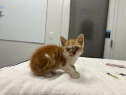 Shelter Stray Male Cat last seen Near Elmwood Ave, 64132, MO, 7077 Elmwood Ave, Kansas City, MO 64132, USA