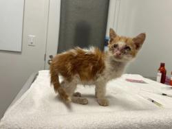 Shelter Stray Male Cat last seen Near Elmwood Ave, 64132, MO, 7077 Elmwood Ave, Kansas City, MO 64132, USA