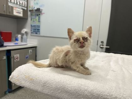 Shelter Stray Male Cat last seen Near Elmwood Ave, 64132, MO, 7077 Elmwood Ave, Kansas City, MO 64132, USA