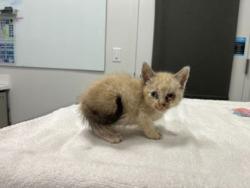 Shelter Stray Male Cat last seen Near Elmwood Ave, 64132, MO, 7077 Elmwood Ave, Kansas City, MO 64132, USA