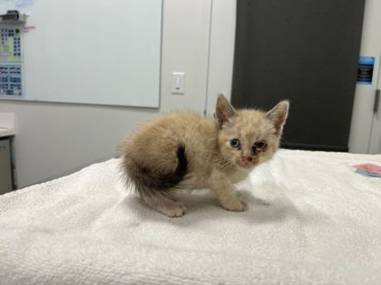 Shelter Stray Male Cat last seen Near Elmwood Ave, 64132, MO, 7077 Elmwood Ave, Kansas City, MO 64132, USA
