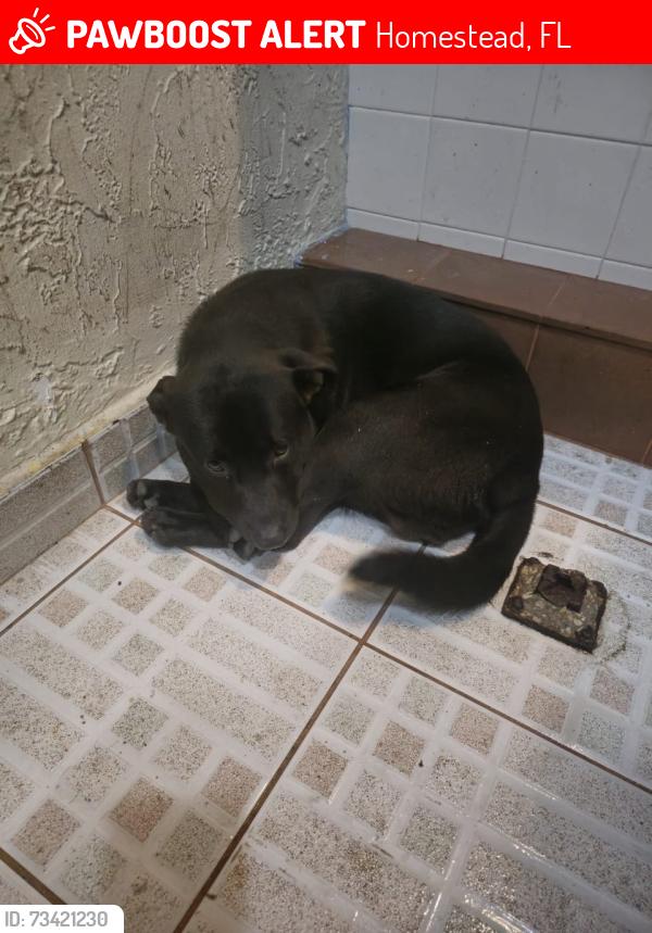 Lost Male Dog last seen 266st y 127 Ave, Homestead, FL 33032