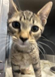 Shelter Stray Male Cat last seen corner of chamblee tucker and buford highway 30041, 30341, GA, 3280 Chamblee Dunwoody Rd, Chamblee, GA 30341, USA