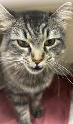 Shelter Stray Female Cat last seen Near Clairmont Road, Atlanta, GA, 30329, 30329, GA, 3280 Chamblee Dunwoody Rd, Chamblee, GA 30341, USA
