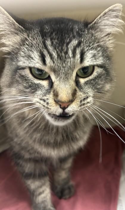 Shelter Stray Female Cat last seen Near Clairmont Road, Atlanta, GA, 30329, 30329, GA, 3280 Chamblee Dunwoody Rd, Chamblee, GA 30341, USA