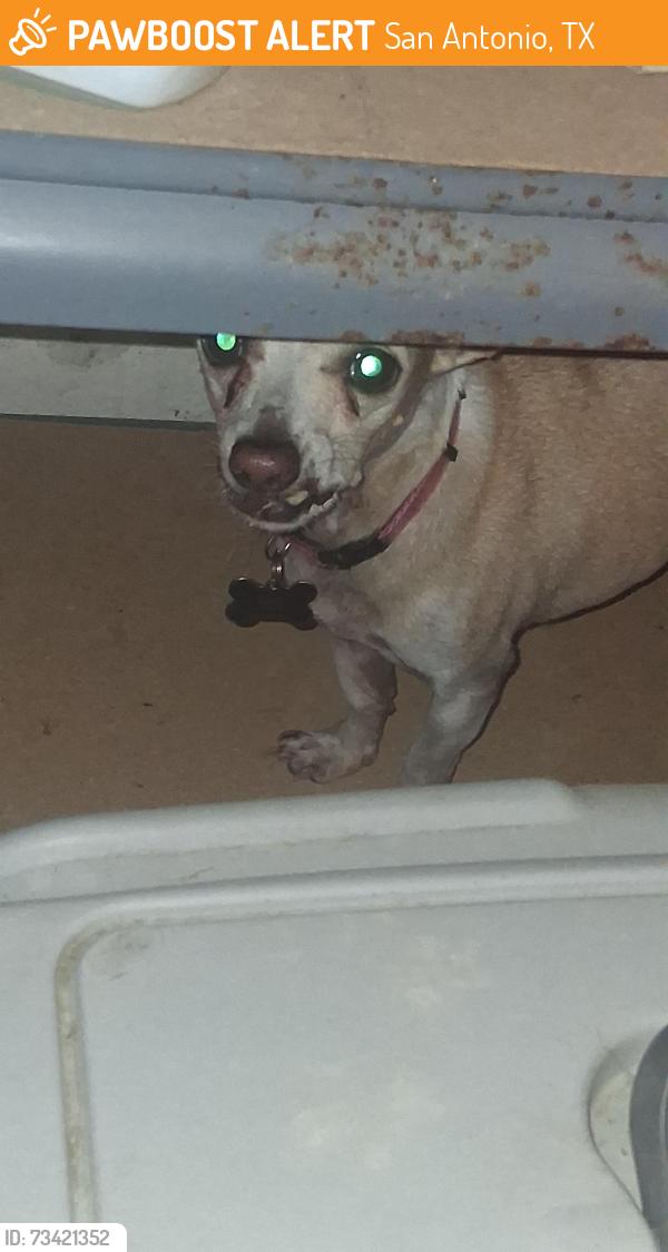 Found/Stray Male Dog last seen Braesview and summer park lane, San Antonio, TX 78213