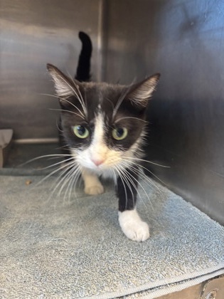Shelter Stray Female Cat last seen Near JACK NICKLAUS DR, CITY of El Paso, TX, 5001 Fred Wilson Ave, El Paso, TX 79906, USA