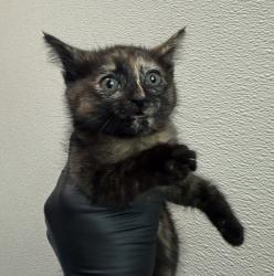 Shelter Stray Female Cat last seen Near Conrad Avenue, San Diego, CA, 92117, 5500 Gaines St, San Diego, CA 92110, USA