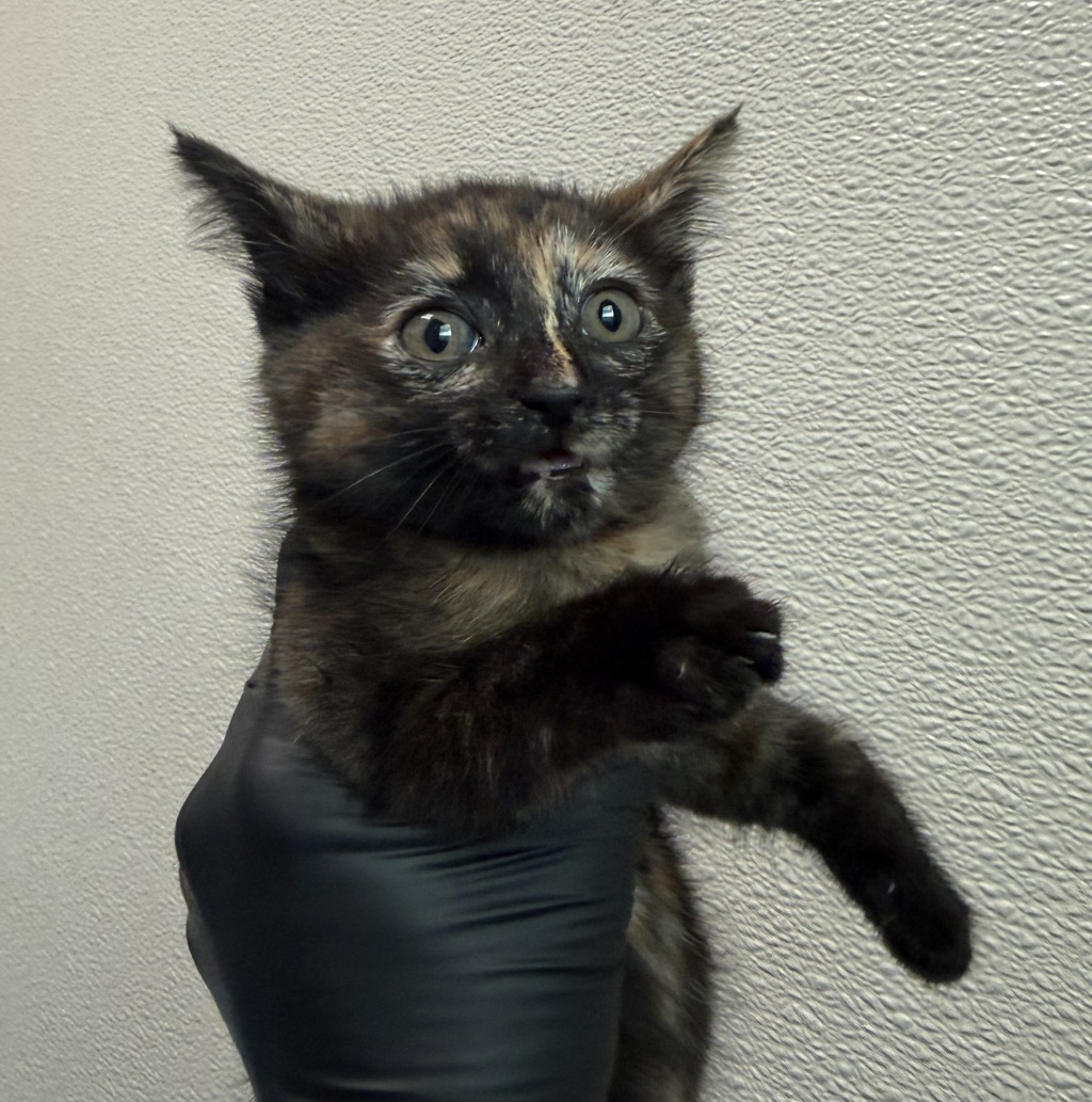 Shelter Stray Female Cat last seen Near Conrad Avenue, San Diego, CA, 92117, 5500 Gaines St, San Diego, CA 92110, USA