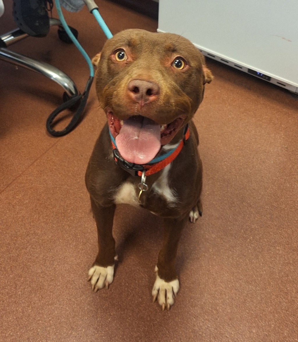 Shelter Stray Female Dog last seen Bancroft Avenue, OAKLAND, CA, 94603, 8323 Baldwin St, Oakland, CA 94621, USA