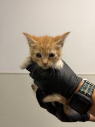 Shelter Stray Male Cat last seen Near 35th Street, San Diego, CA, 92102, 5500 Gaines St, San Diego, CA 92110, USA