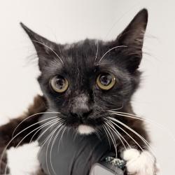 Shelter Stray Female Cat last seen Near 20th Street, San Diego, CA, 92101, 5500 Gaines St, San Diego, CA 92110, USA