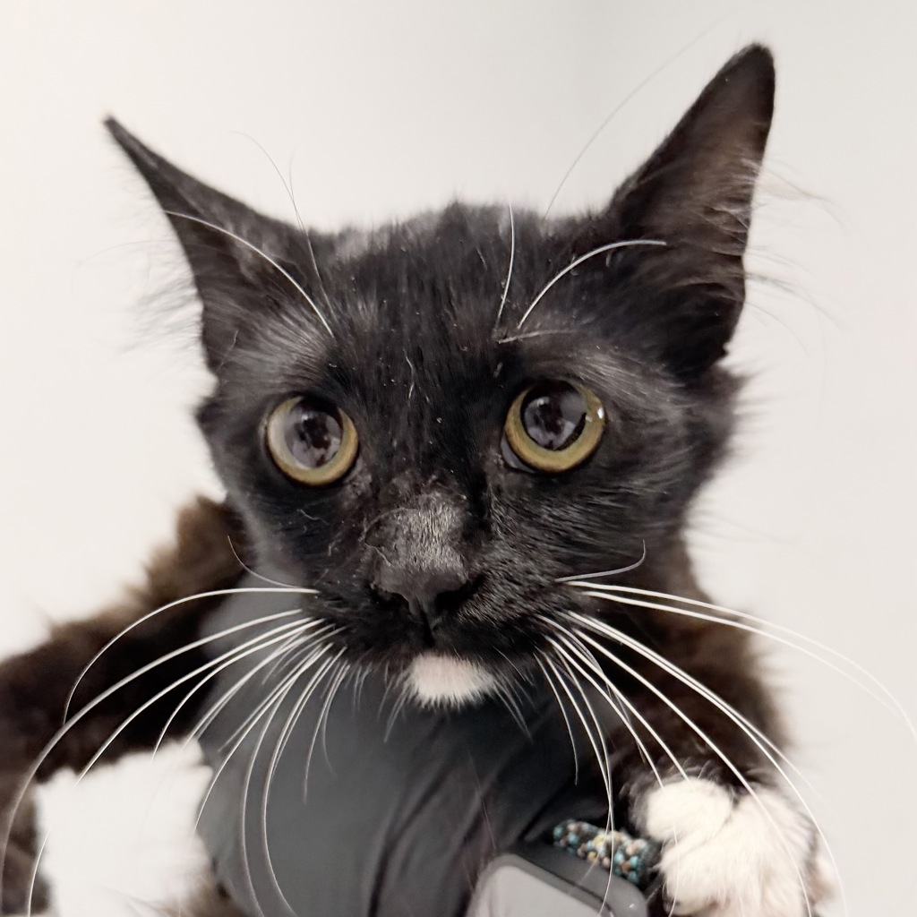 Shelter Stray Female Cat last seen Near 20th Street, San Diego, CA, 92101, 5500 Gaines St, San Diego, CA 92110, USA