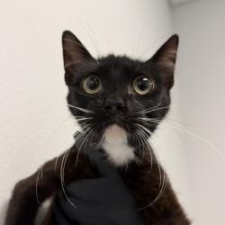 Shelter Stray Female Cat last seen Near 20th Street, San Diego, CA, 92101, 5500 Gaines St, San Diego, CA 92110, USA