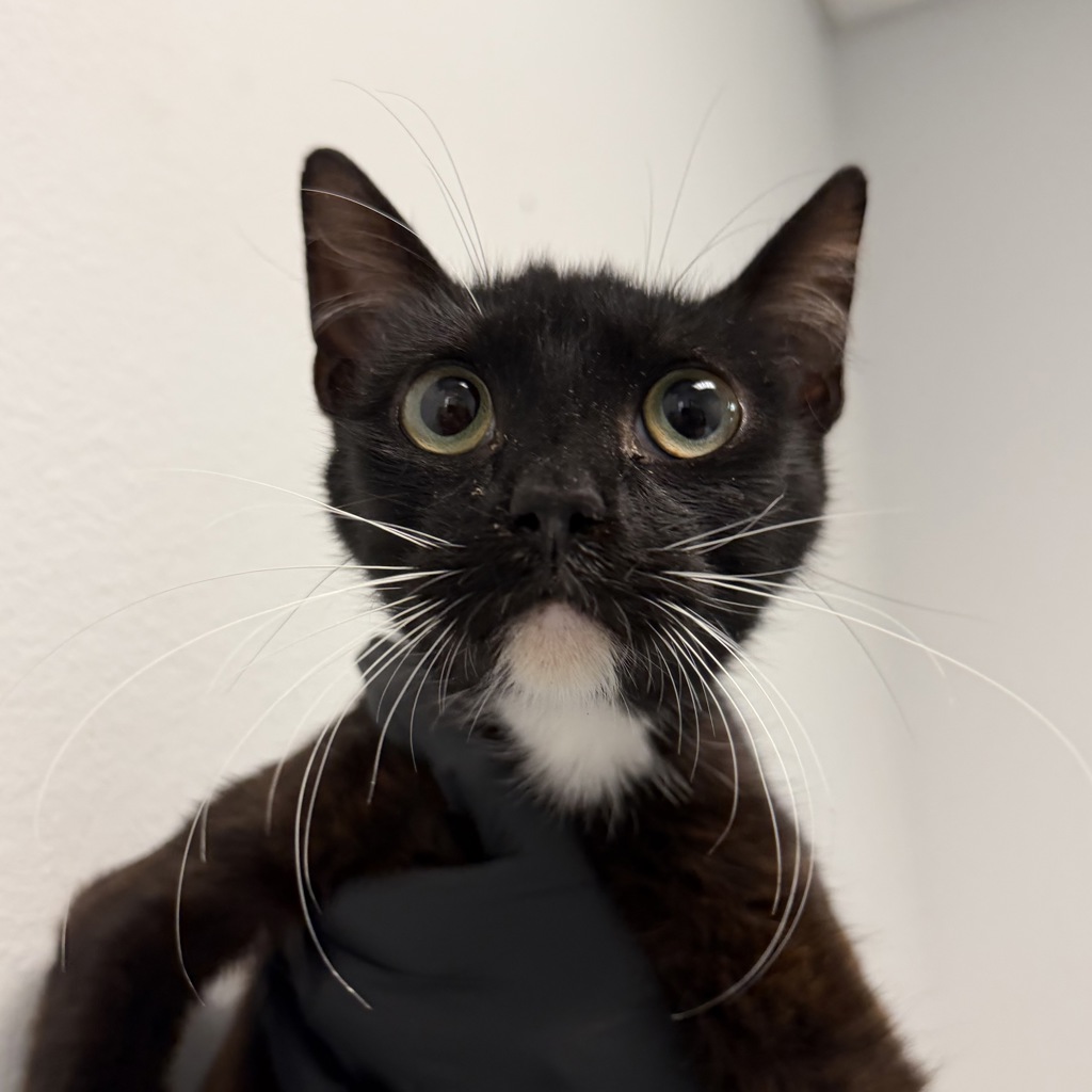 Shelter Stray Female Cat last seen Near 20th Street, San Diego, CA, 92101, 5500 Gaines St, San Diego, CA 92110, USA