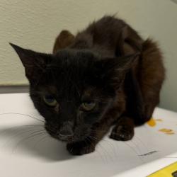 Shelter Stray Female Cat last seen Near 20th Street, San Diego, CA, 92101, 5500 Gaines St, San Diego, CA 92110, USA