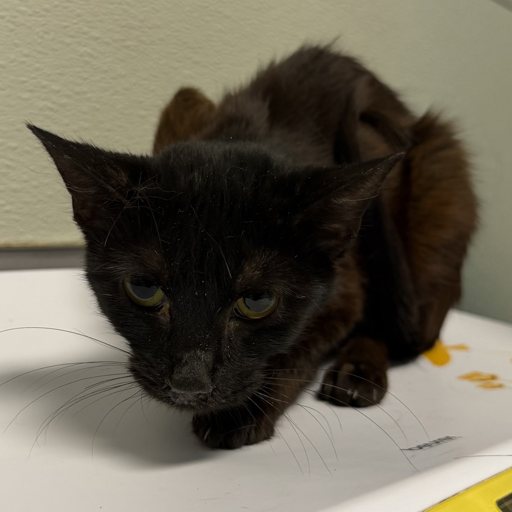 Shelter Stray Female Cat last seen Near 20th Street, San Diego, CA, 92101, 5500 Gaines St, San Diego, CA 92110, USA